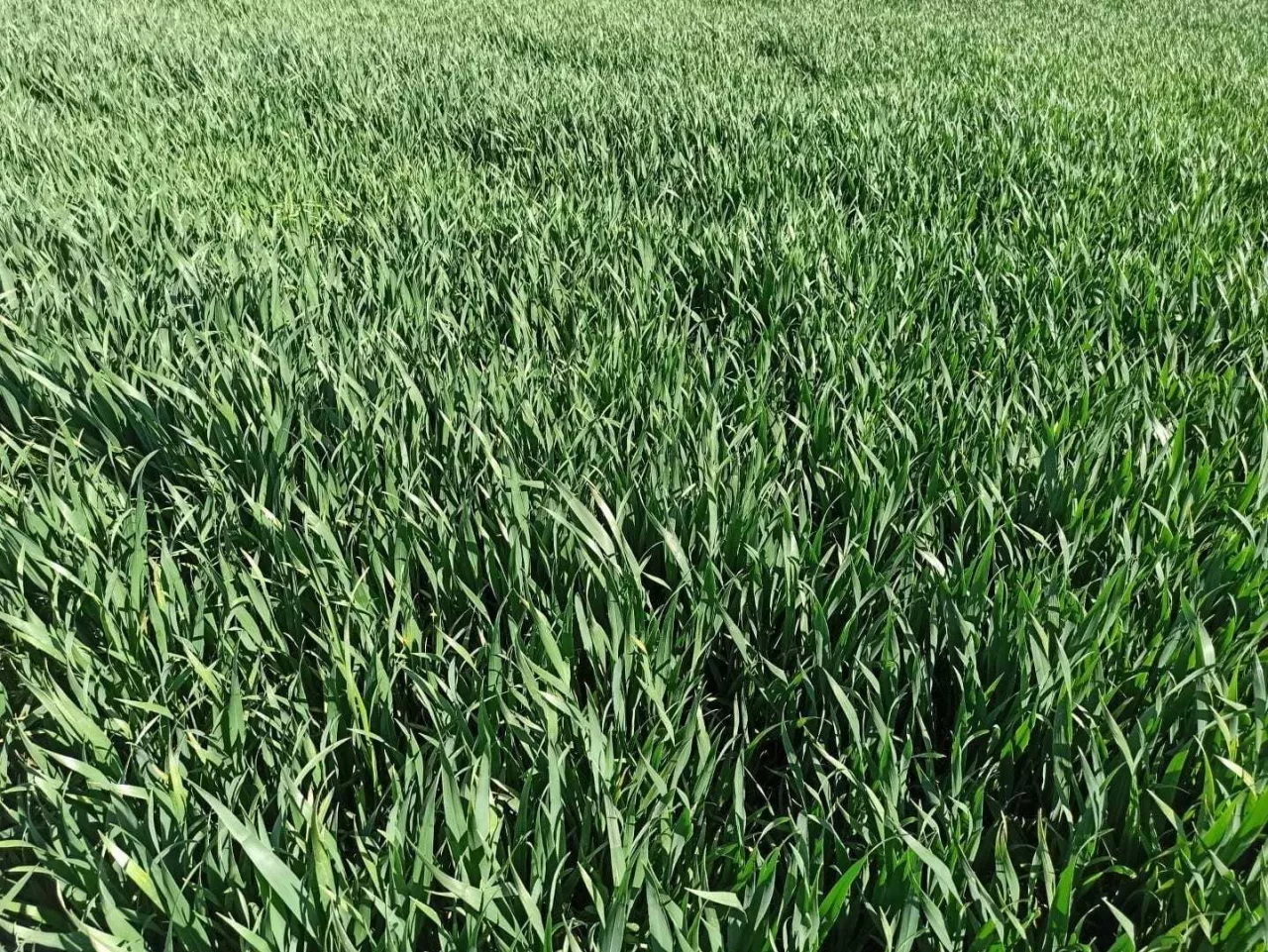 Plantacja pszenicy ozimej w woj. lubelskim