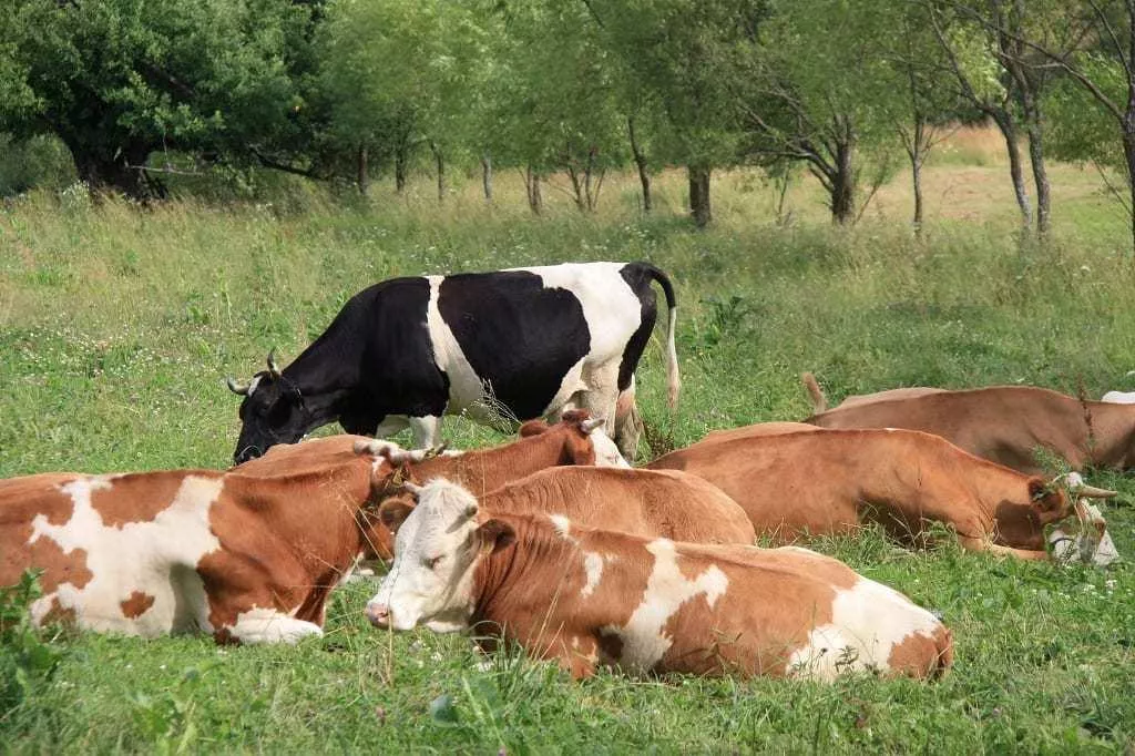 Nowe zasady dla rolników. Będą kontrole, dokumenty i kary