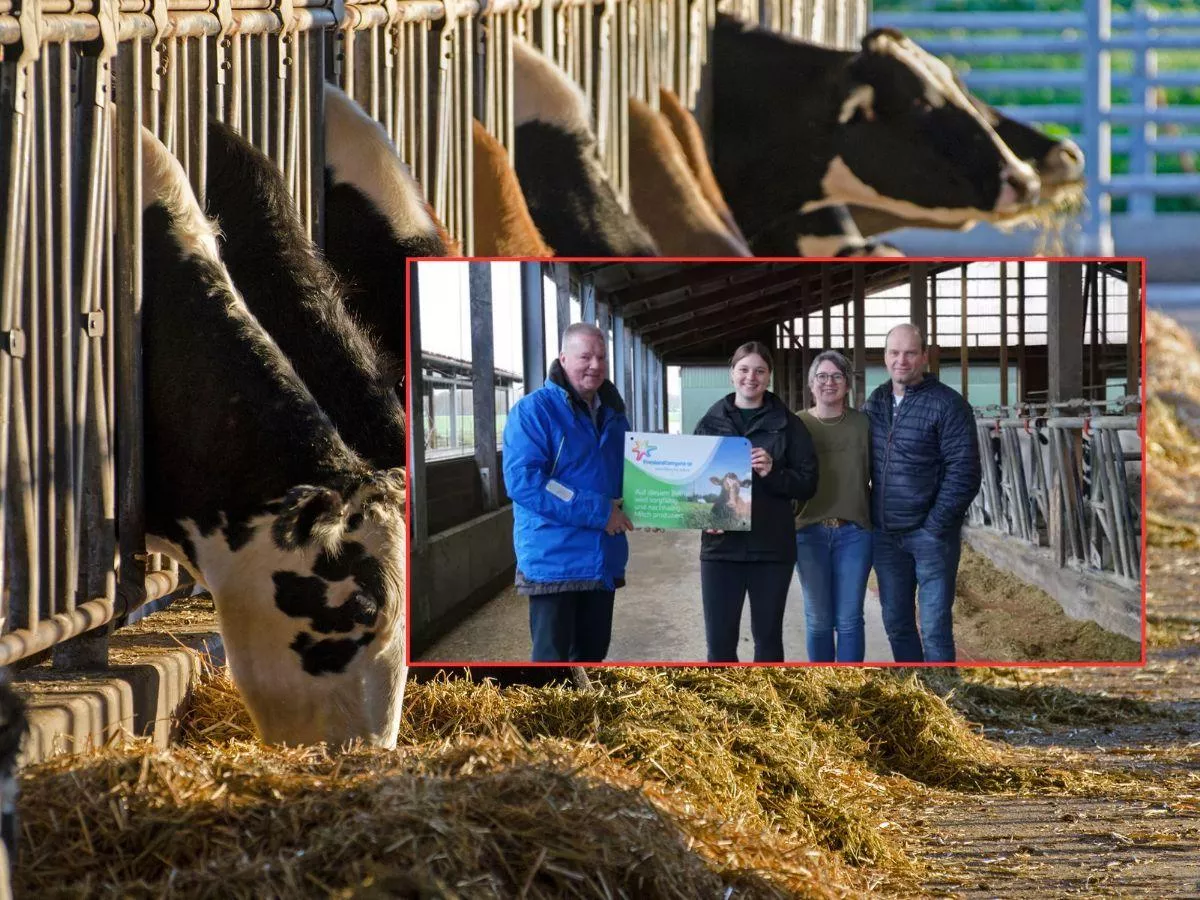 Rolnik zmienił mleczarnię. "Teraz to oni zabiegają o nasze mleko"