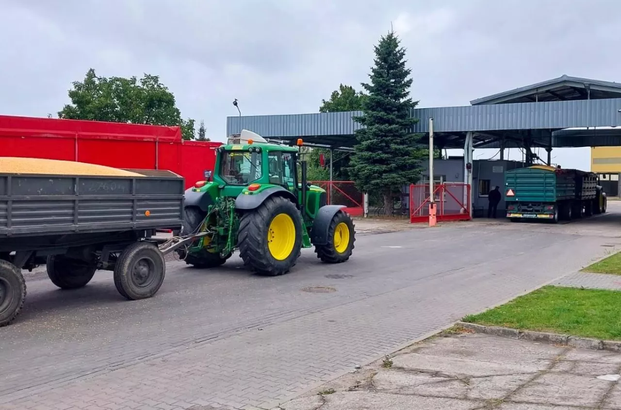 Pszenica może w końcu zdrożeć. Jakie są ceny zbóż i rzepaku? [SONDA]