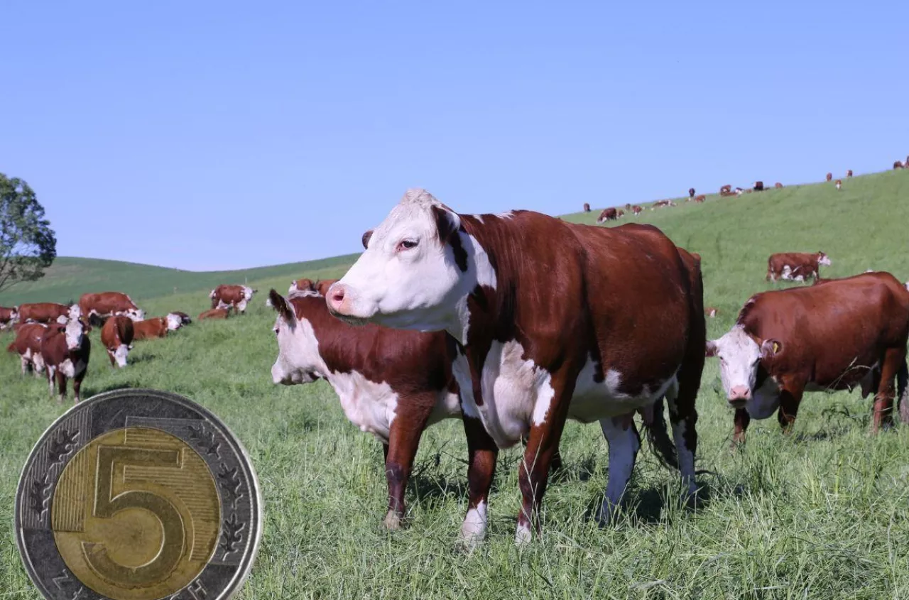 Dopłaty do opasów. Ile pieniędzy dostanie rolnik?