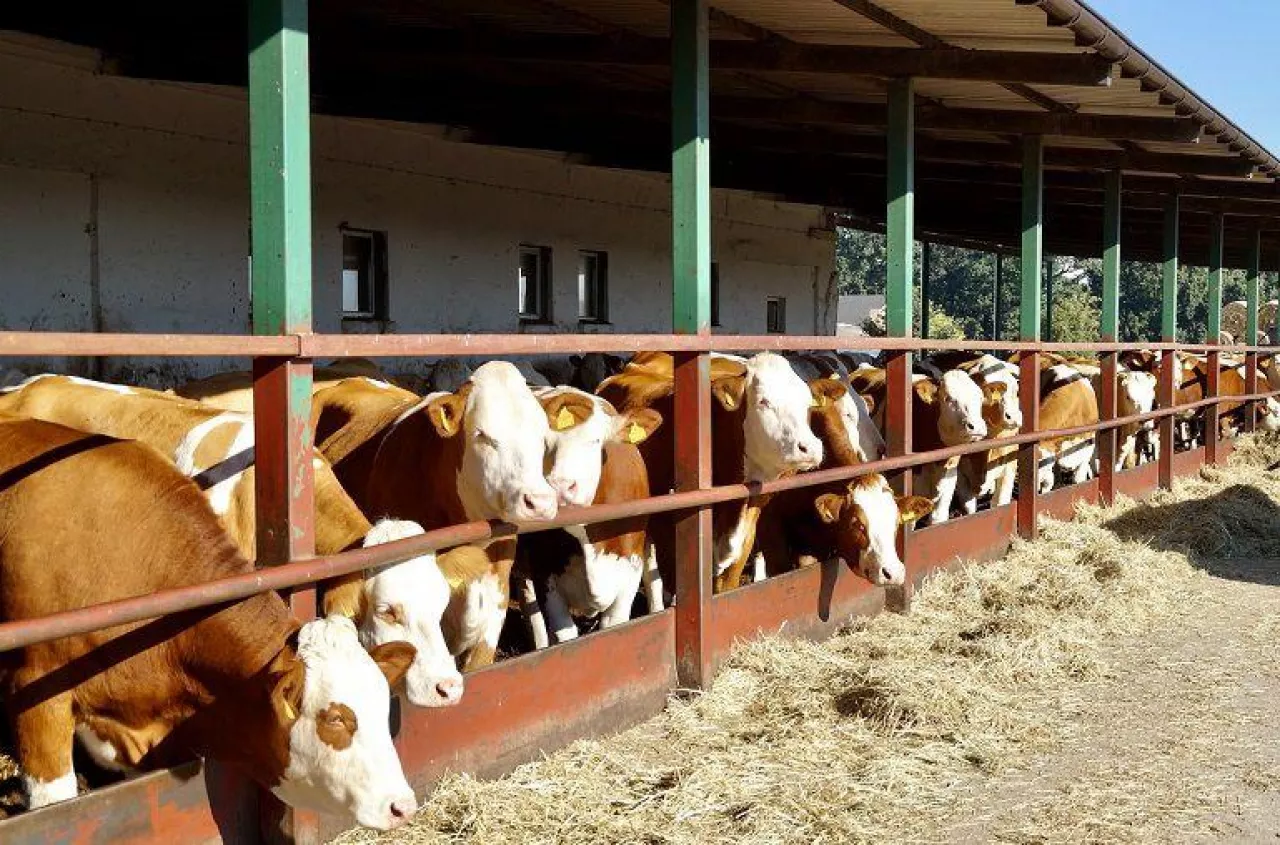 Byki droższe choćby o 1,20 zł. Jakie są ceny bydła? [SONDA]