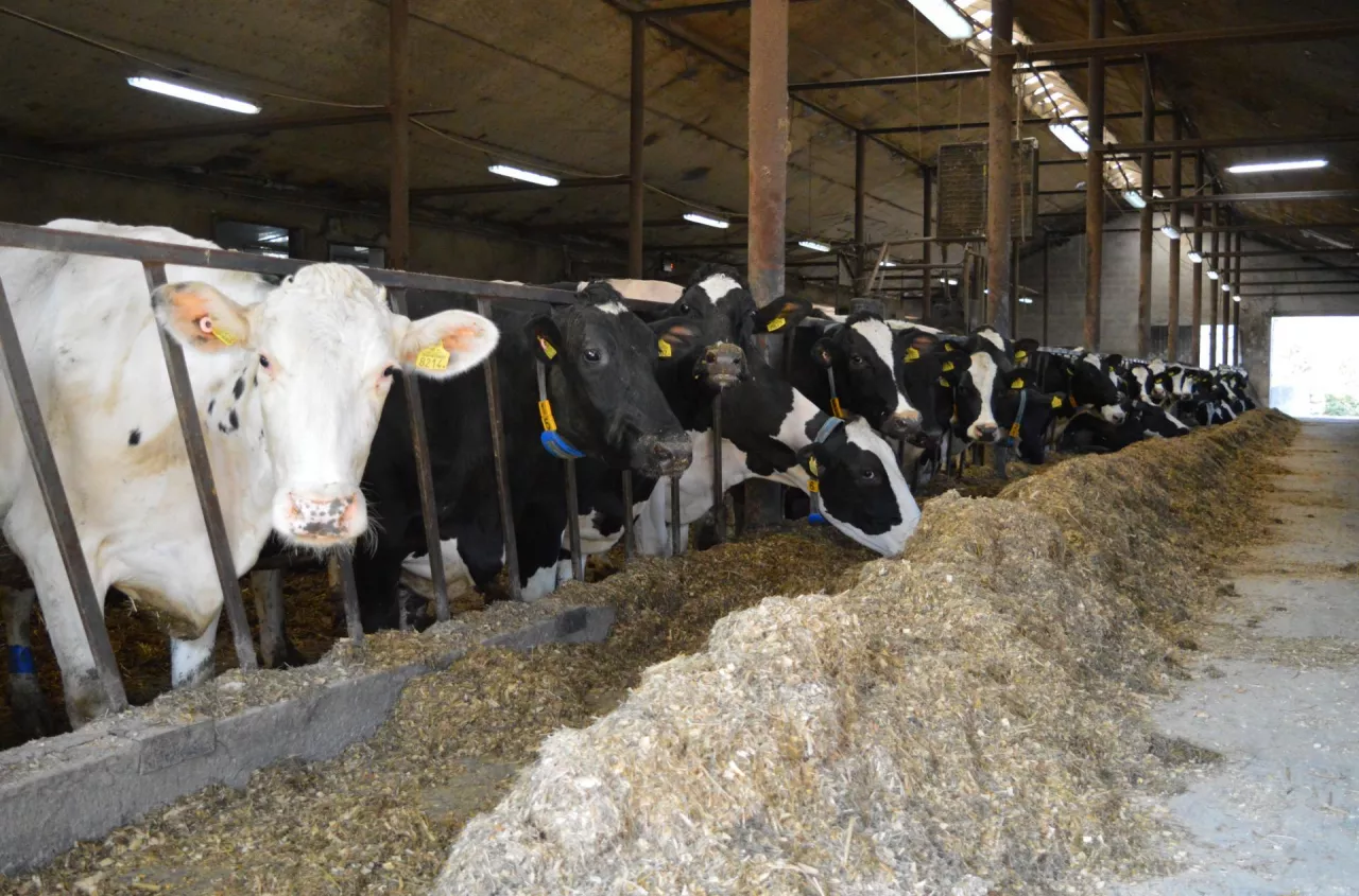 Nowy indeks dla bydła mlecznego. Co się zmieni od sierpnia 2026?