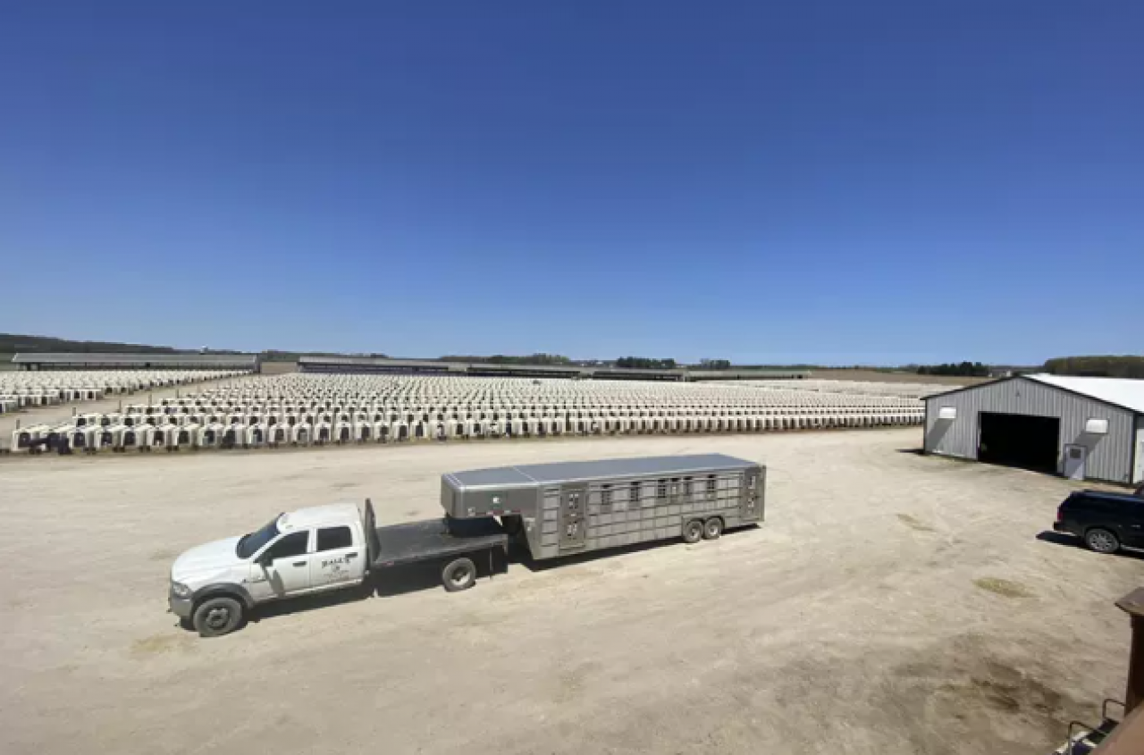 Rolnicy pokazują: tak hoduje się cielęta w USA. Skala wbija w fotel