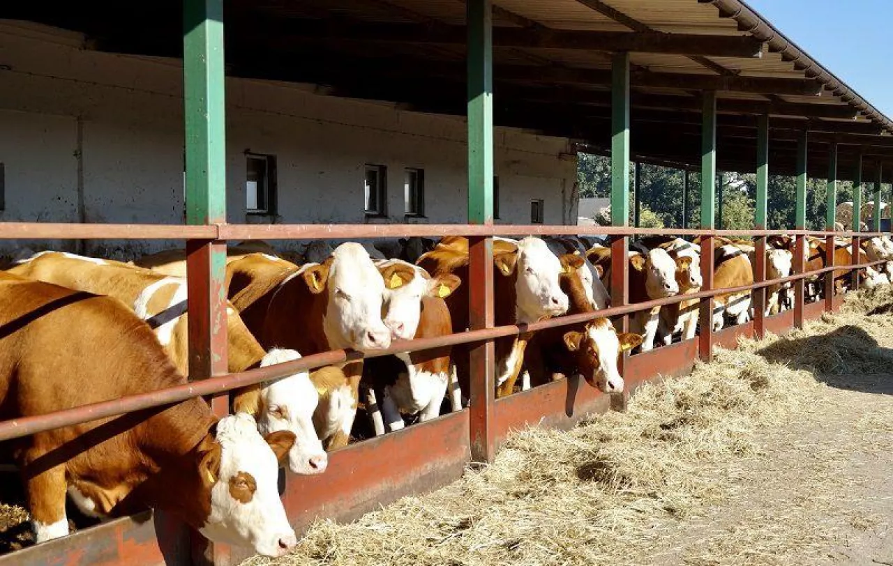 Ceny bydła w kwietniu 2026. Ile płacą za byka, jałówkę i krowę? [SONDA]