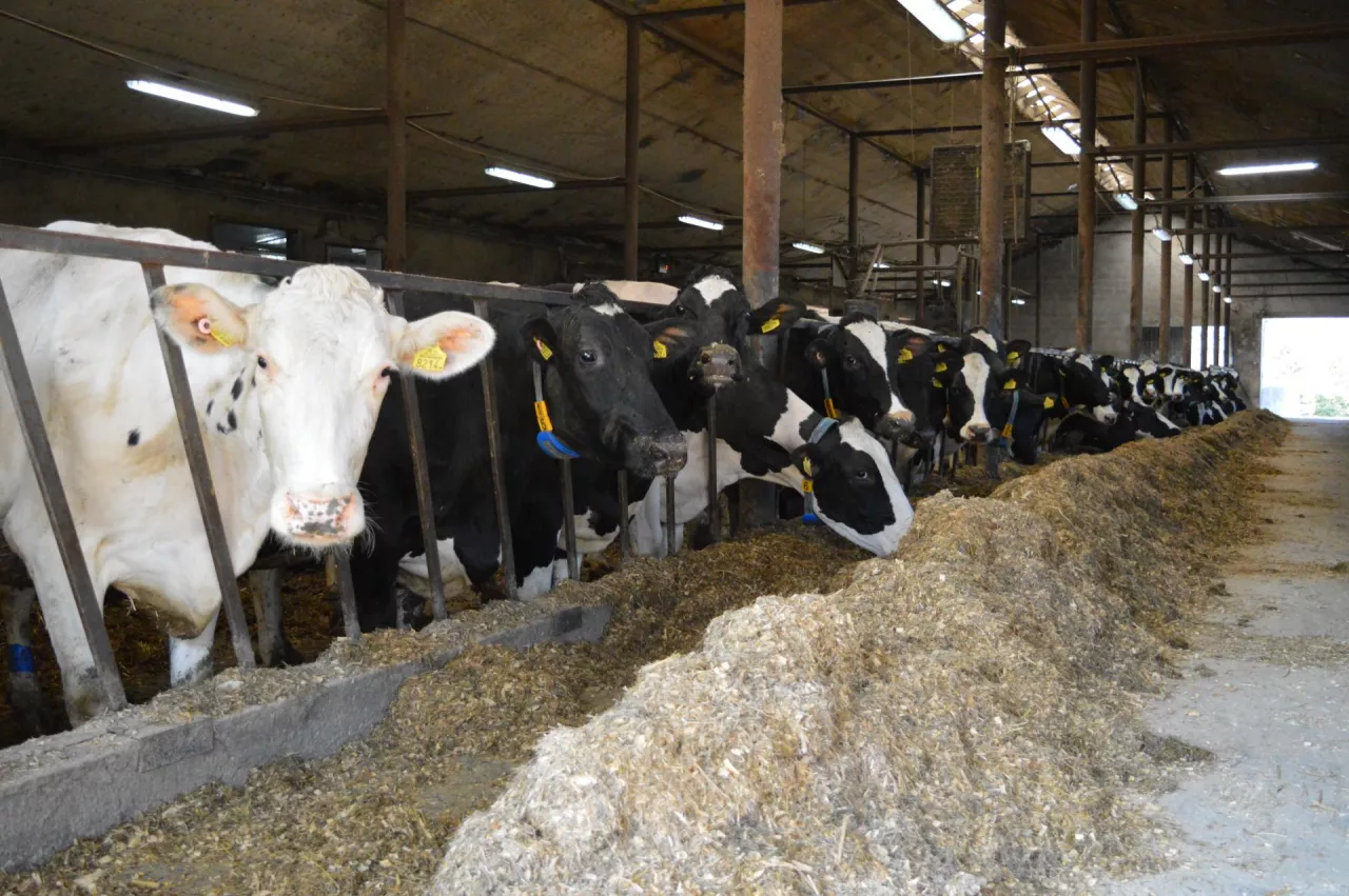 Nowy indeks PF dla bydła mlecznego wchodzi w życie już od sierpnia!