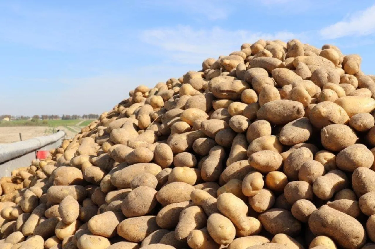 Znawcy branży nie mają złudzeń – nowy sezon może nie być wcale lepszy dla producentów ziemniaków niż obecny