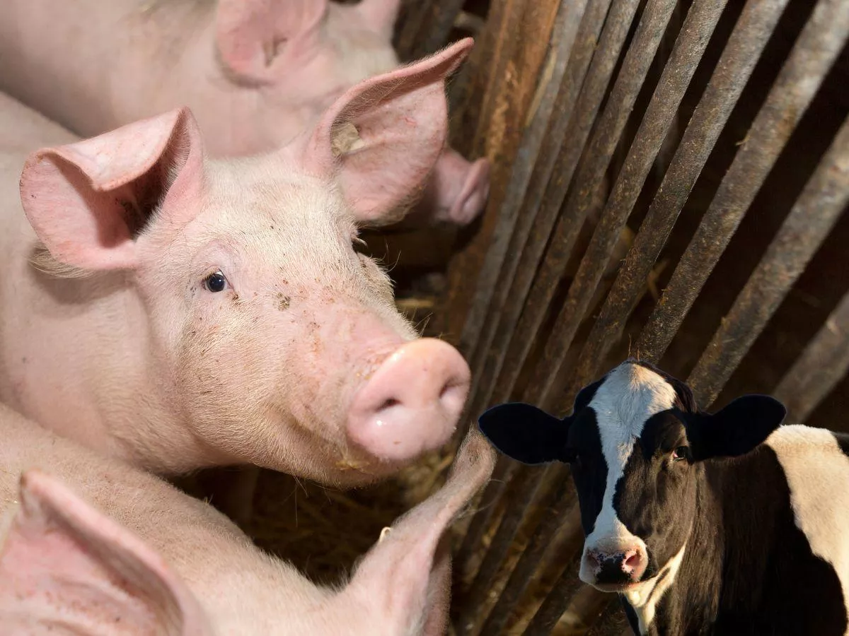 Produkcja zwierząt w UE: największe spadki od lat. Wyjątek tylko jeden