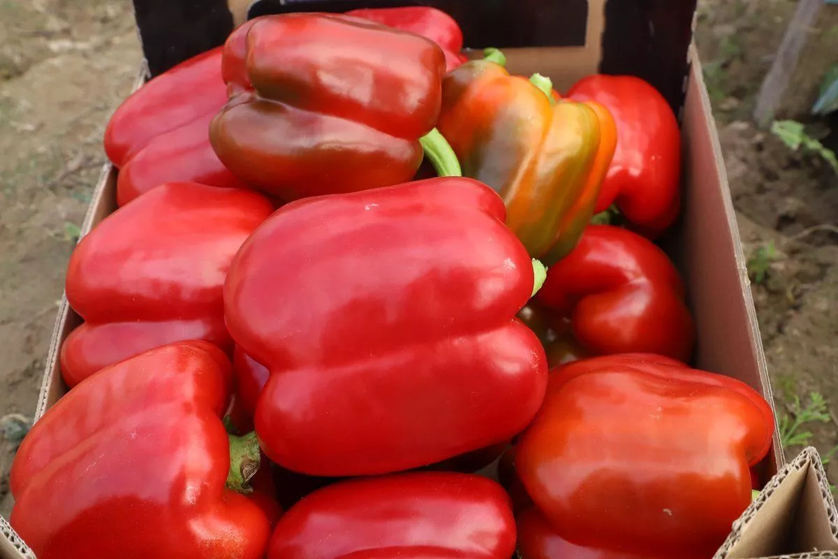 Tania papryka uderza w rynek. Rolnicy alarmują: ktoś tu gra ceną