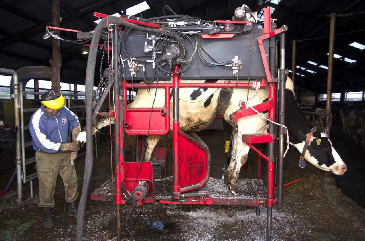 Nowe dopłaty dla hodowców bydła. choćby 150 tys. zł na poskromy i przepędy