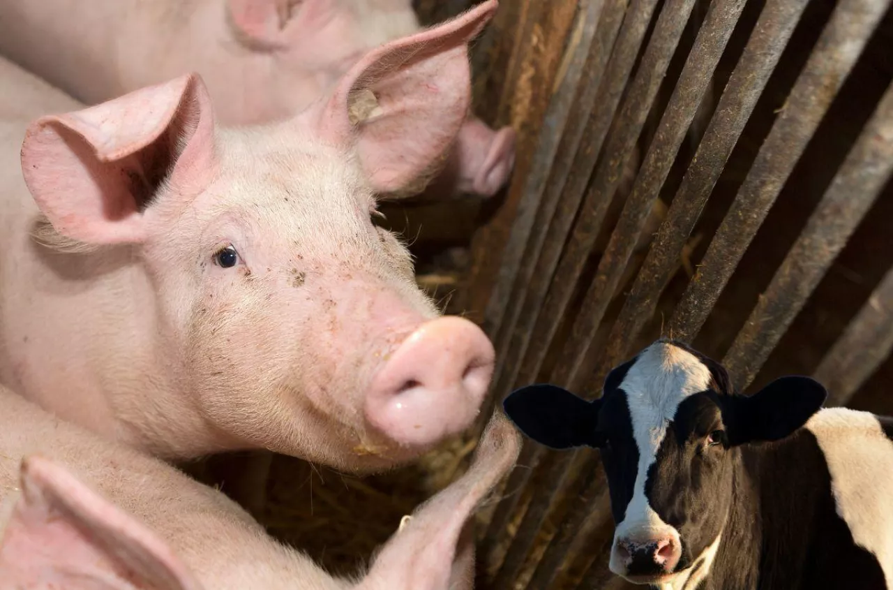 Produkcja zwierząt w UE: największe spadki od lat. Wyjątek tylko jeden