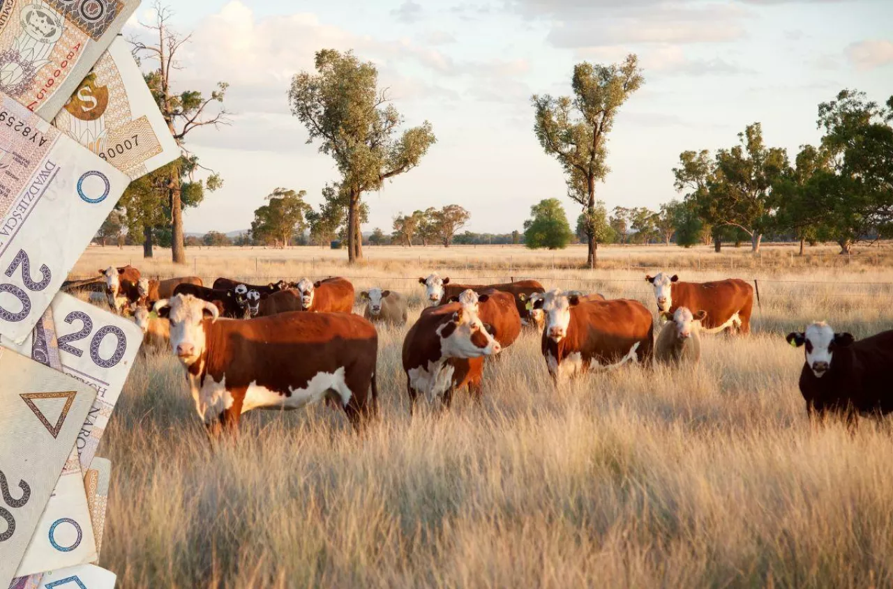 Nawet 200 zł dopłaty do sztuki. Tak rolnik zarobi więcej na bydle