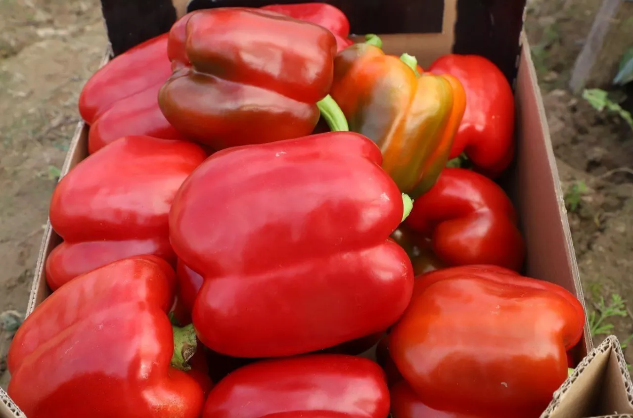 Tania papryka uderza w rynek. Rolnicy alarmują: ktoś tu gra ceną