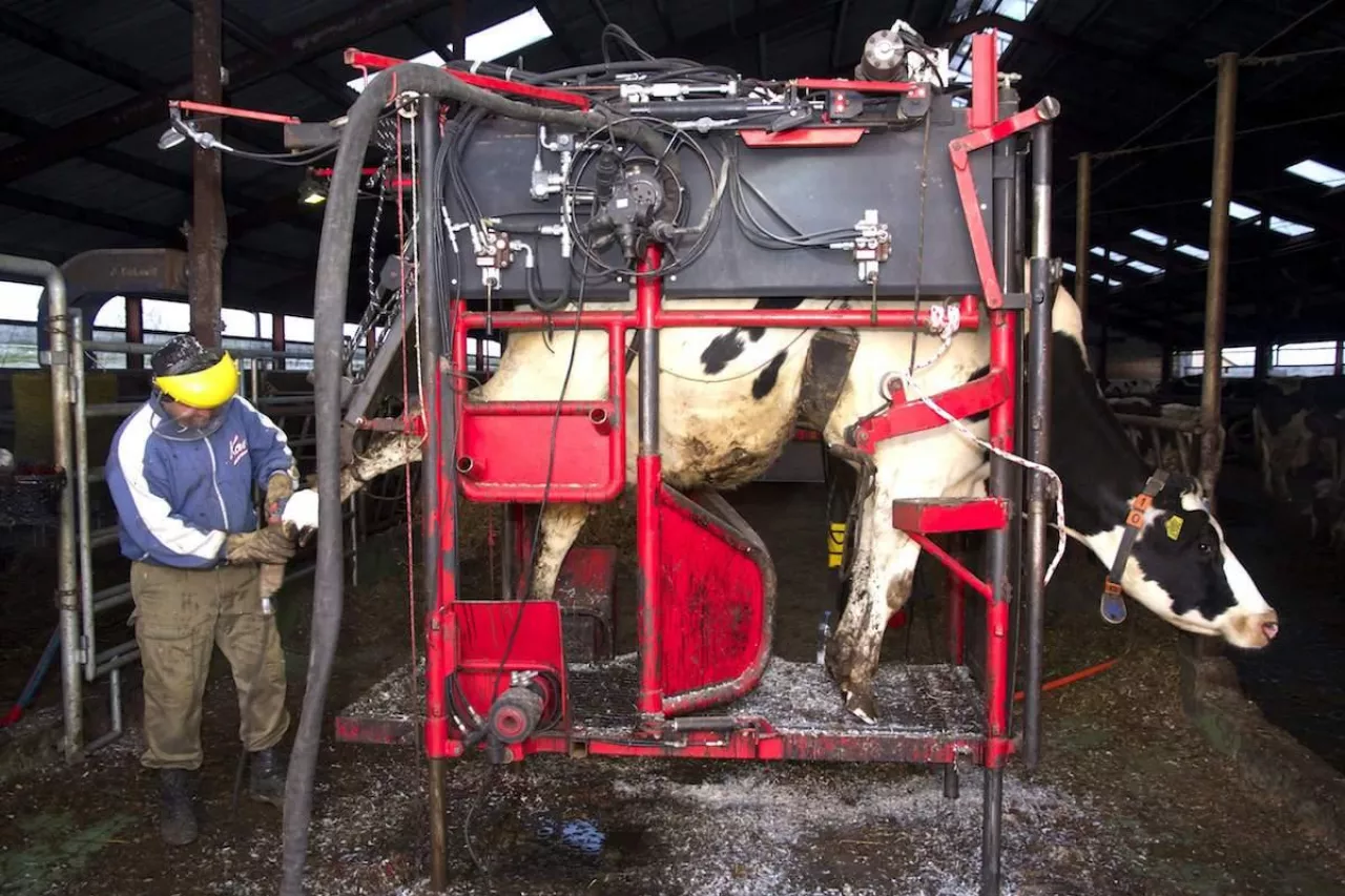 Nowe dopłaty dla hodowców bydła. Nawet 150 tys. zł na poskromy i przepędy