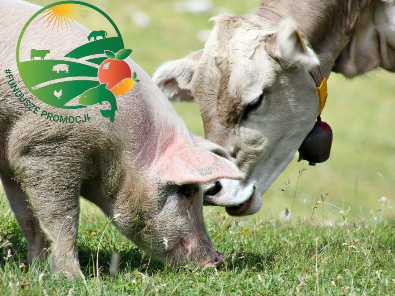 Fundusze Promocji Rolnictwa