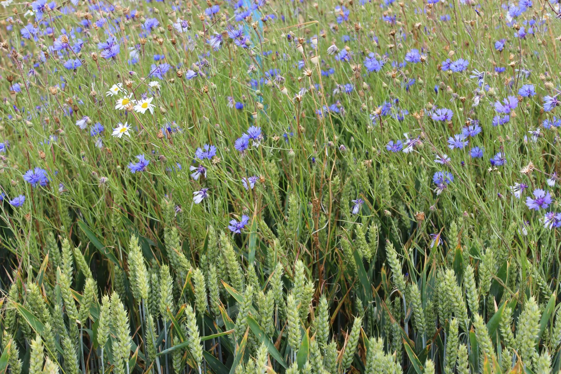 Do kiedy odchwaszczać oziminy? Rolnicy mają coraz mniej czasu
