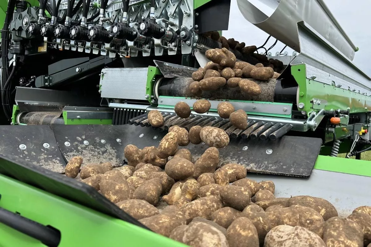 Import ziemniaków wystrzelił. Do Polski wjeżdża tani towar z zagranicy