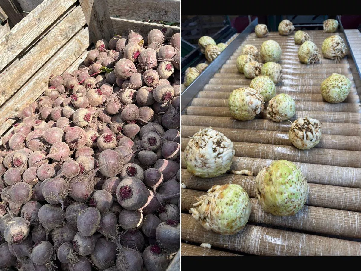 Rolnik został ze 150 tonami selera. „50 gr? To cios poniżej pasa”