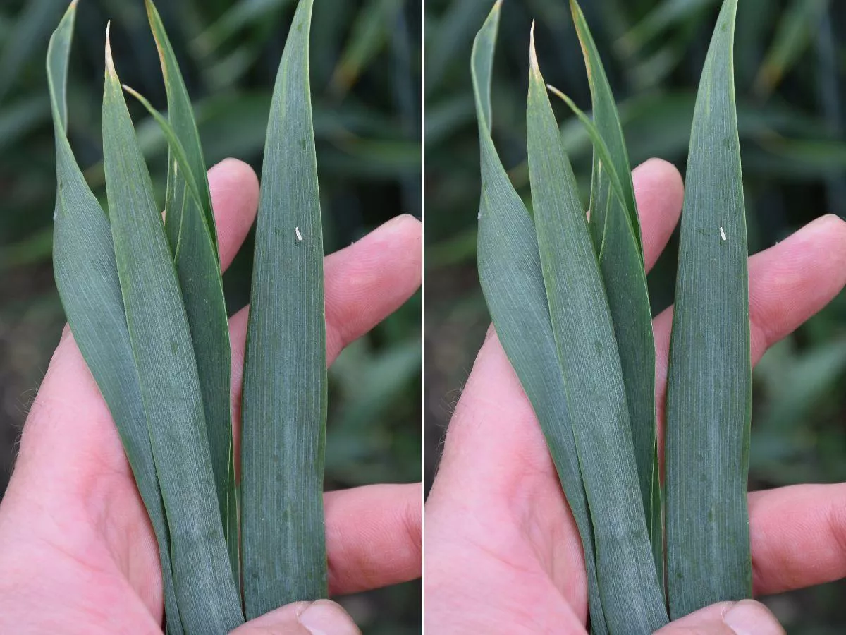 Uwaga na zboża! Choroby atakują, a objawów jeszcze nie widać