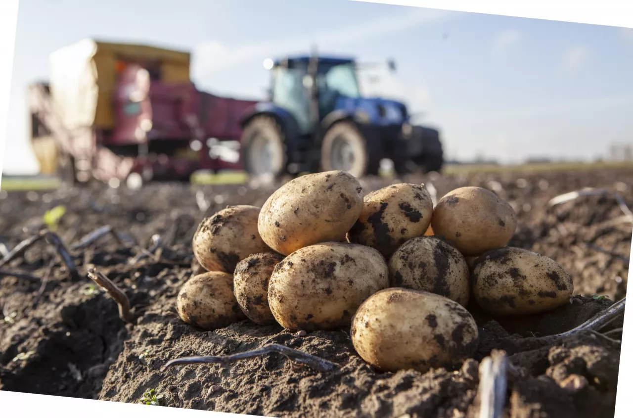 Ziemniaki gniją, nikt ich nie odbiera. Rolnicy szukają ratunku w Afryce