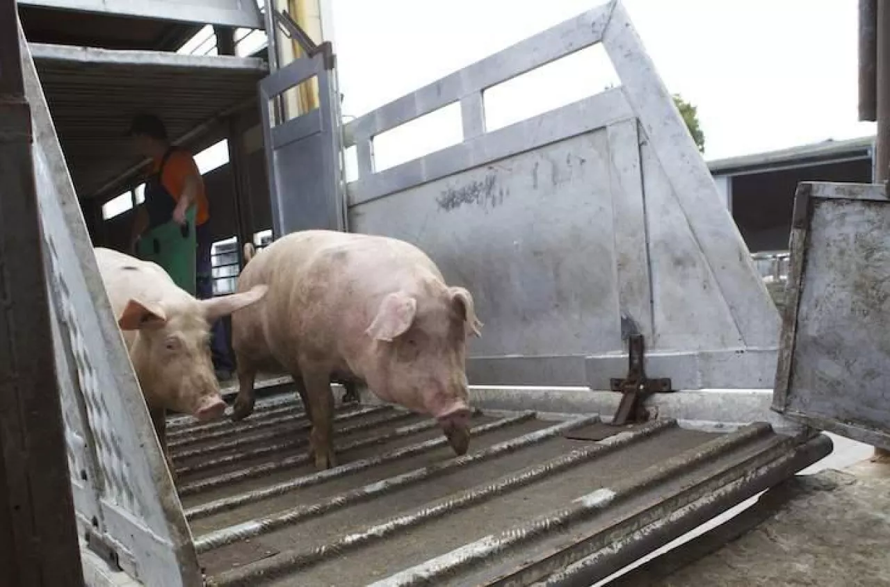 System działa, urzędy nie. Rolnicy odbijają się od nowych przepisów