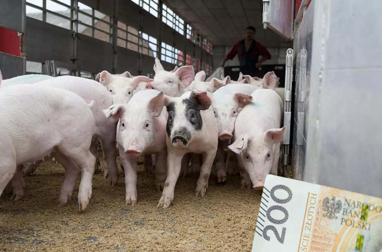 Dokładają do każdej świni. choćby 300 zł straty na tuczniku w kwietniu