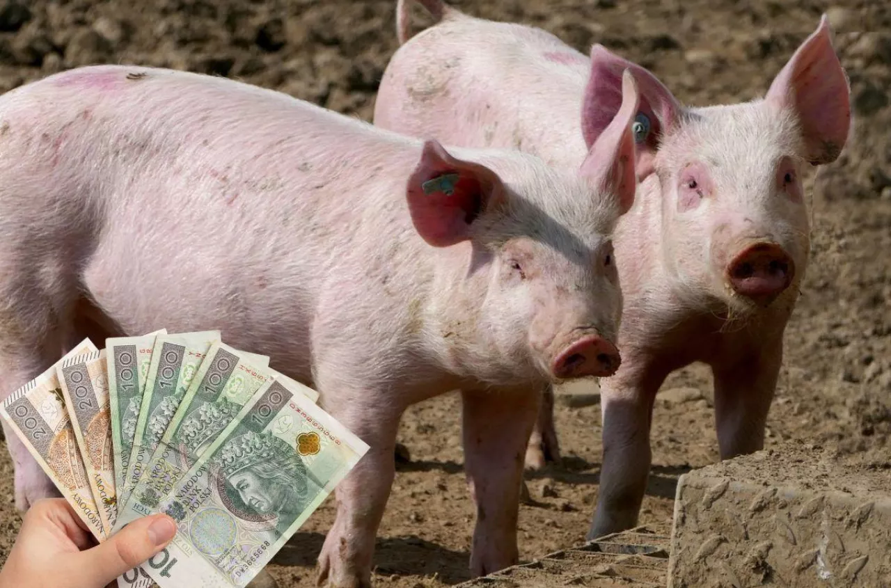 Prosięta tanieją, ale nie wszędzie. Sprawdź, gdzie ceny spadły najmocniej