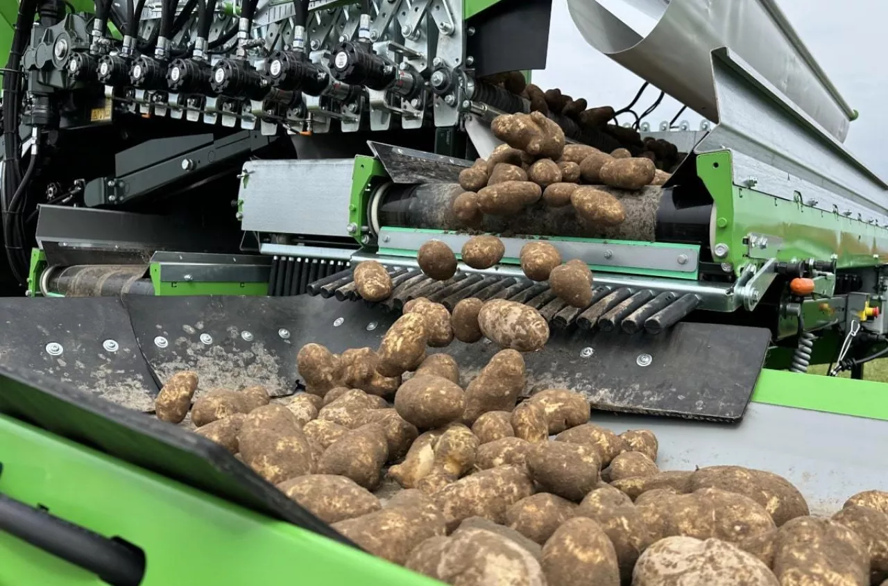 Import ziemniaków wystrzelił. Do Polski wjeżdża tani towar z zagranicy