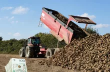 Cukrownie tną kontraktację buraków. Nawet 25 proc. mniej dla rolników