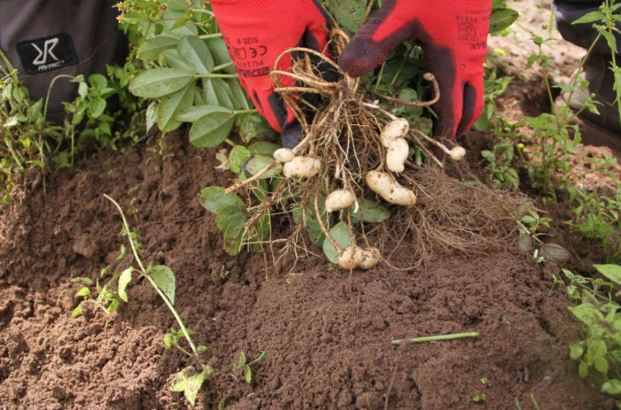 Rolnik posiał coś nietypowego. Zamiast zbóż wybrał orzeszki ziemne