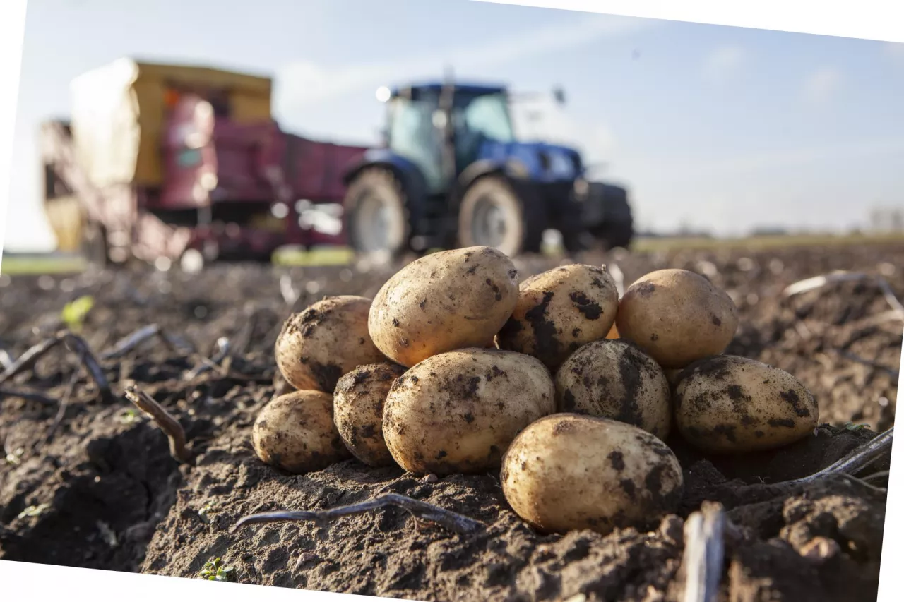 Zbiór ziemniaka