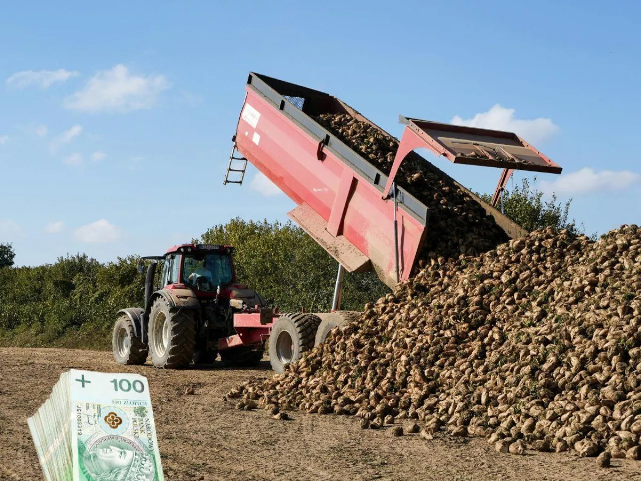 Cukrownie tną kontraktację buraków. Nawet 25 proc. mniej dla rolników