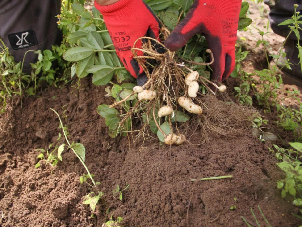 Rolnik posiał coś nietypowego. Zamiast zbóż wybrał orzeszki ziemne