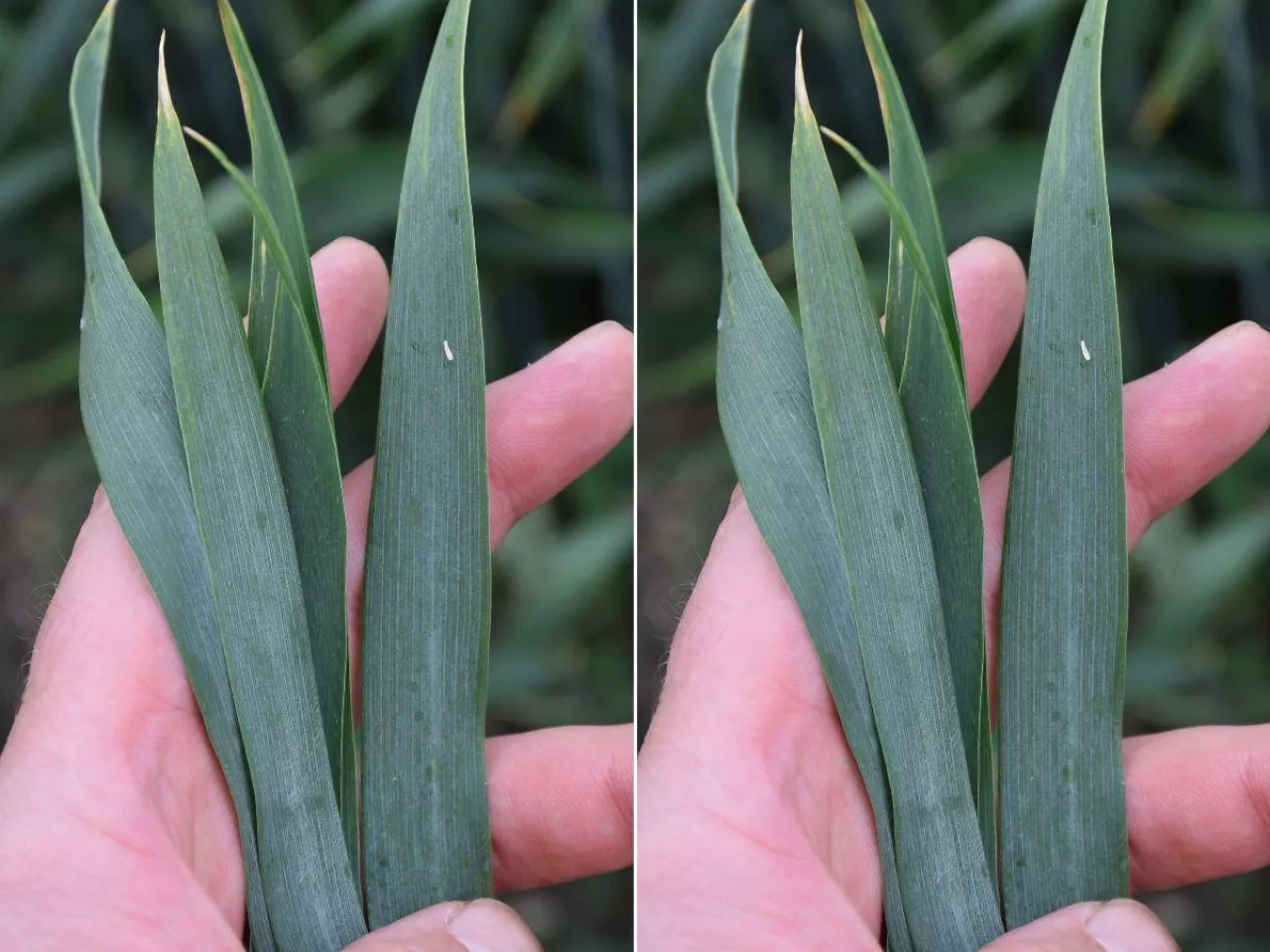 Uwaga na zboża! Choroby atakują, a objawów jeszcze nie widać 