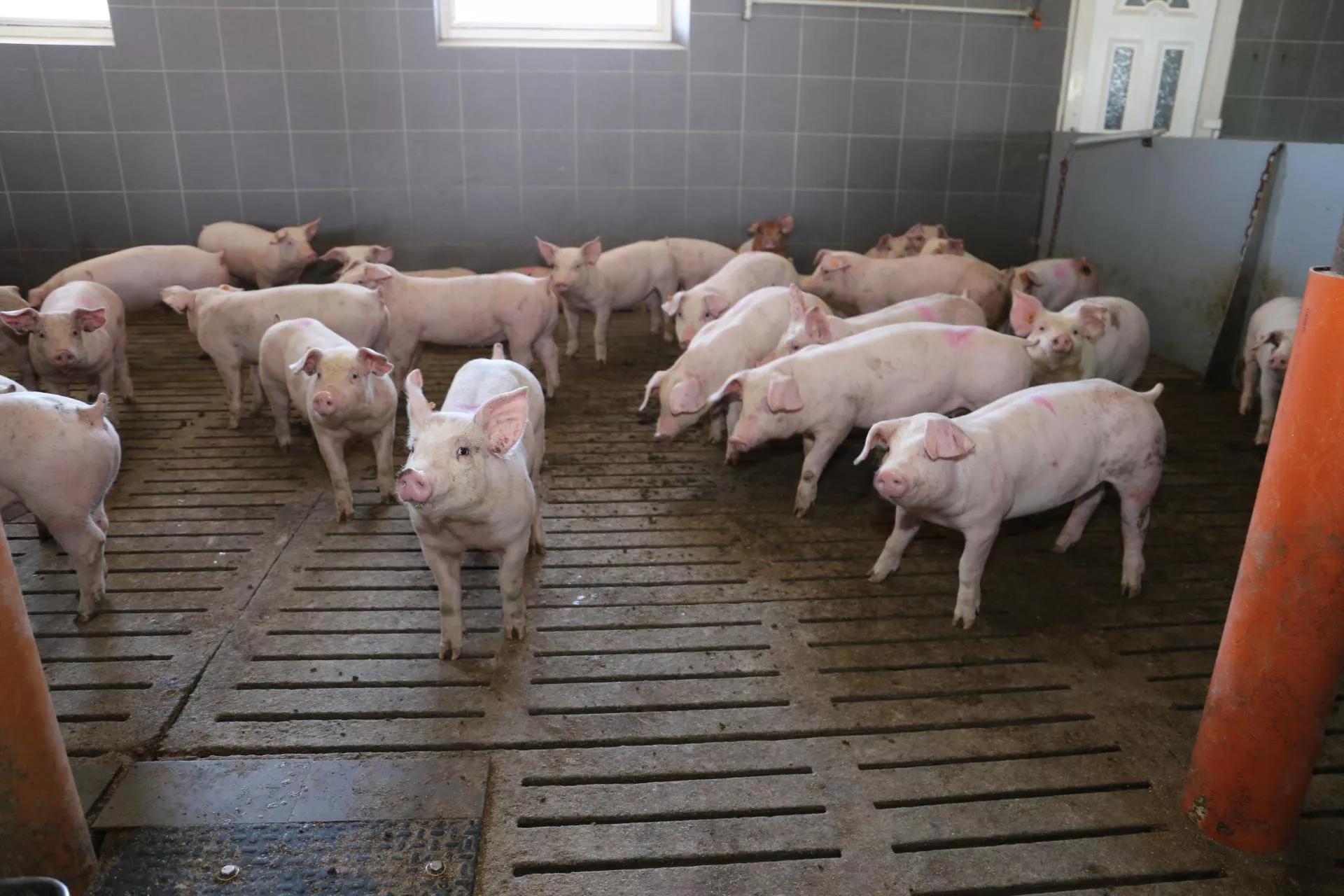 Jakie ceny świń dziś? Zakłady nie chcą płacić więcej [SONDA 17.04.26]