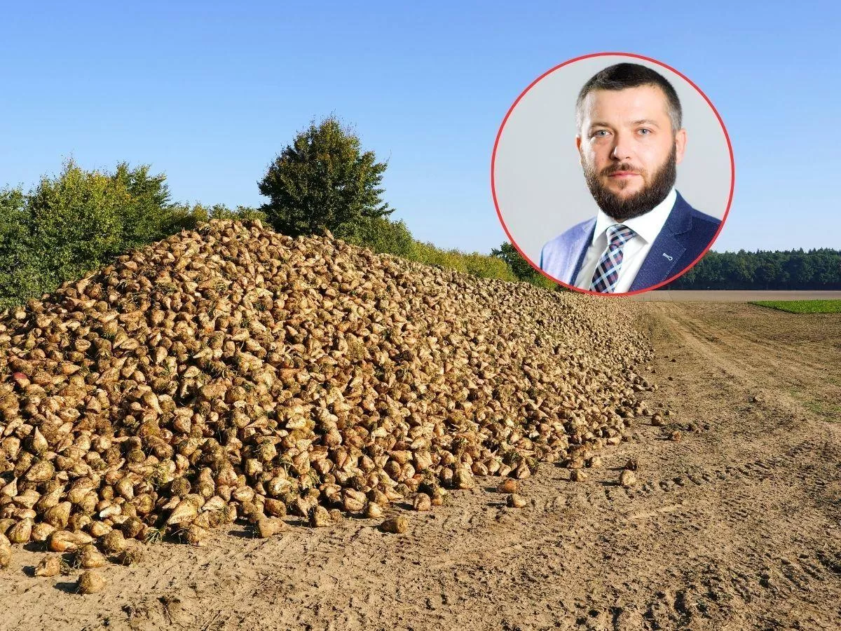 Ponad 1,5 mln ton cukru zaleje UE. Rolnicy alarmują: to zagrożenie dla buraka