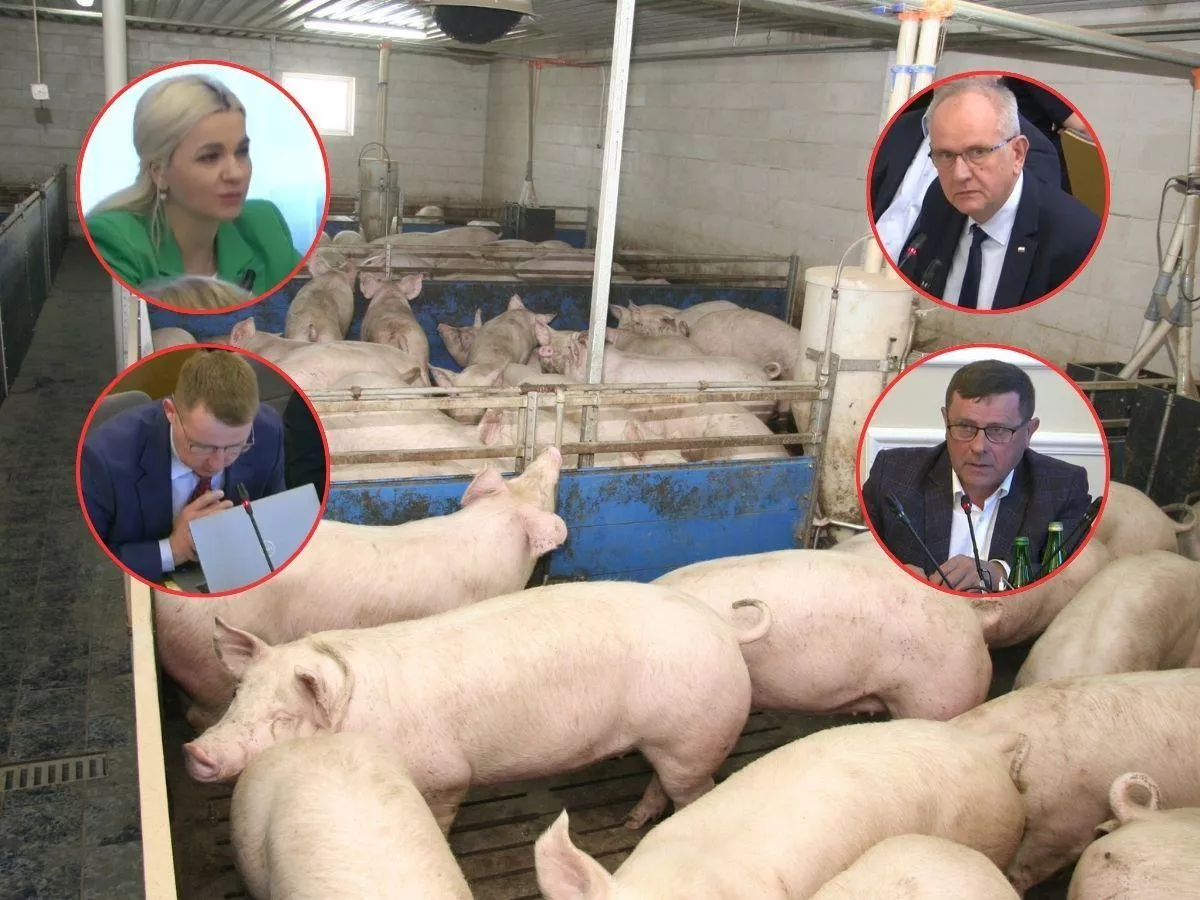 4 tysiące rolników już odpuściło. „Dokładamy 360 zł do każdej świni”