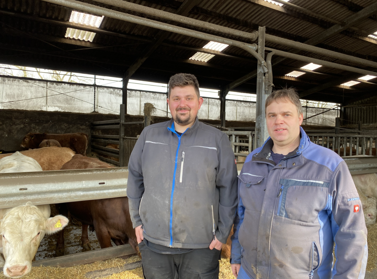 Byki w boksach zamiast na ściółce. Efekt? Prawie 1300 g przyrostu dziennie