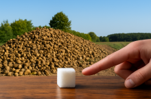 Kostka cukru na stole, na który wskazuje palec, na tle pryzmy buraków cukrowych,.