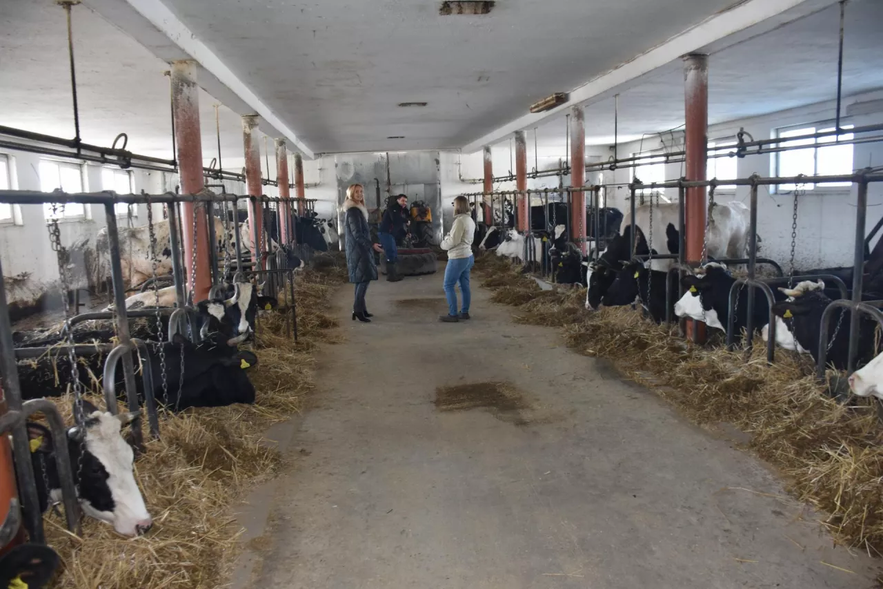 Obora mieści 50 legowisk uwieziowych przeznaczonych dla krów dojnych