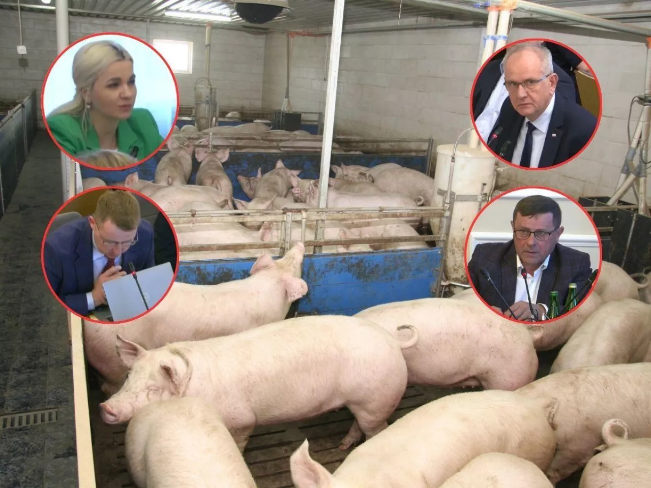 Sytuacja na rynku świń