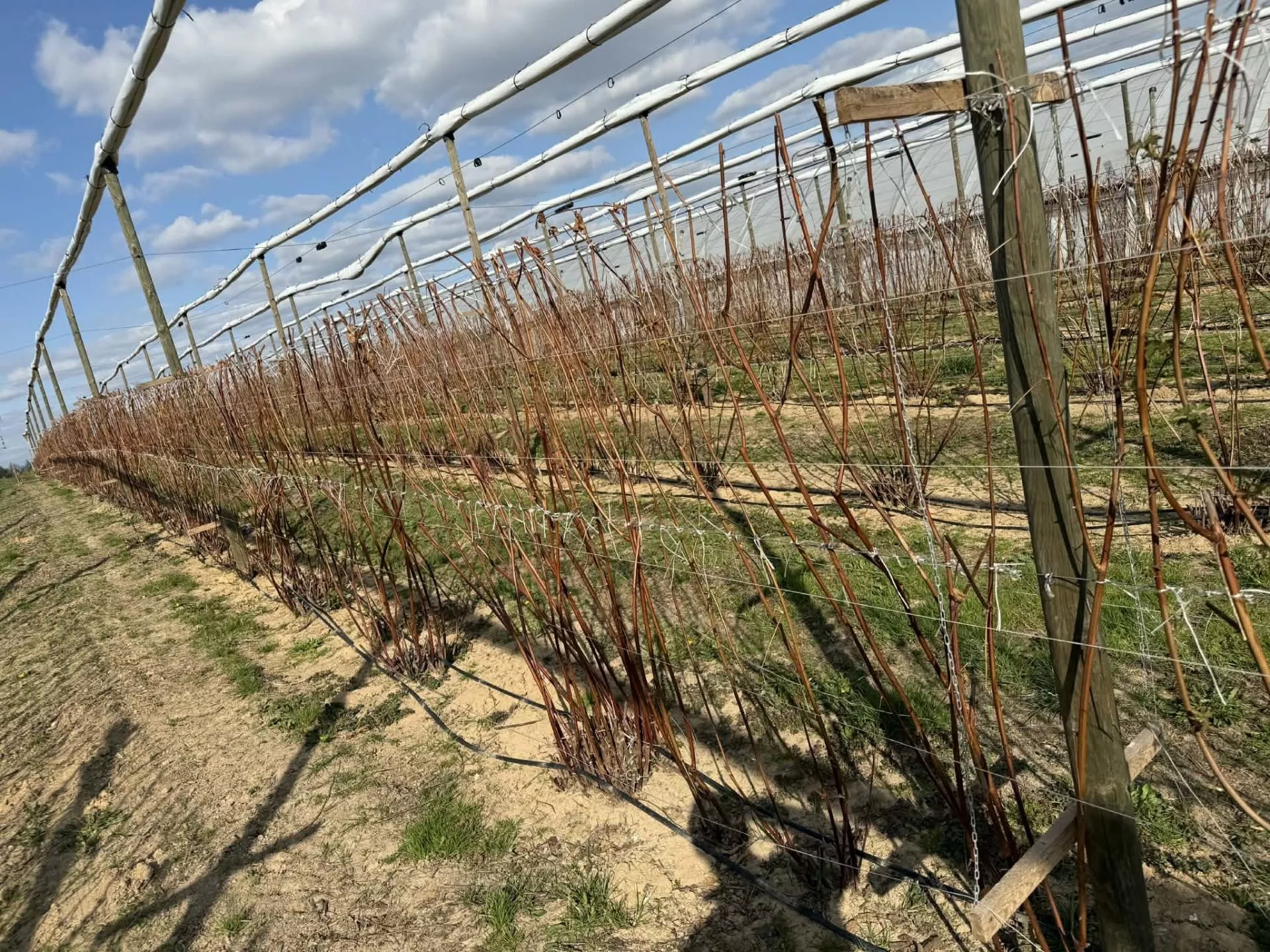 „Będziemy musieli zacząć od zera”. Mróz zniszczył choćby 90% plantacji rolnika