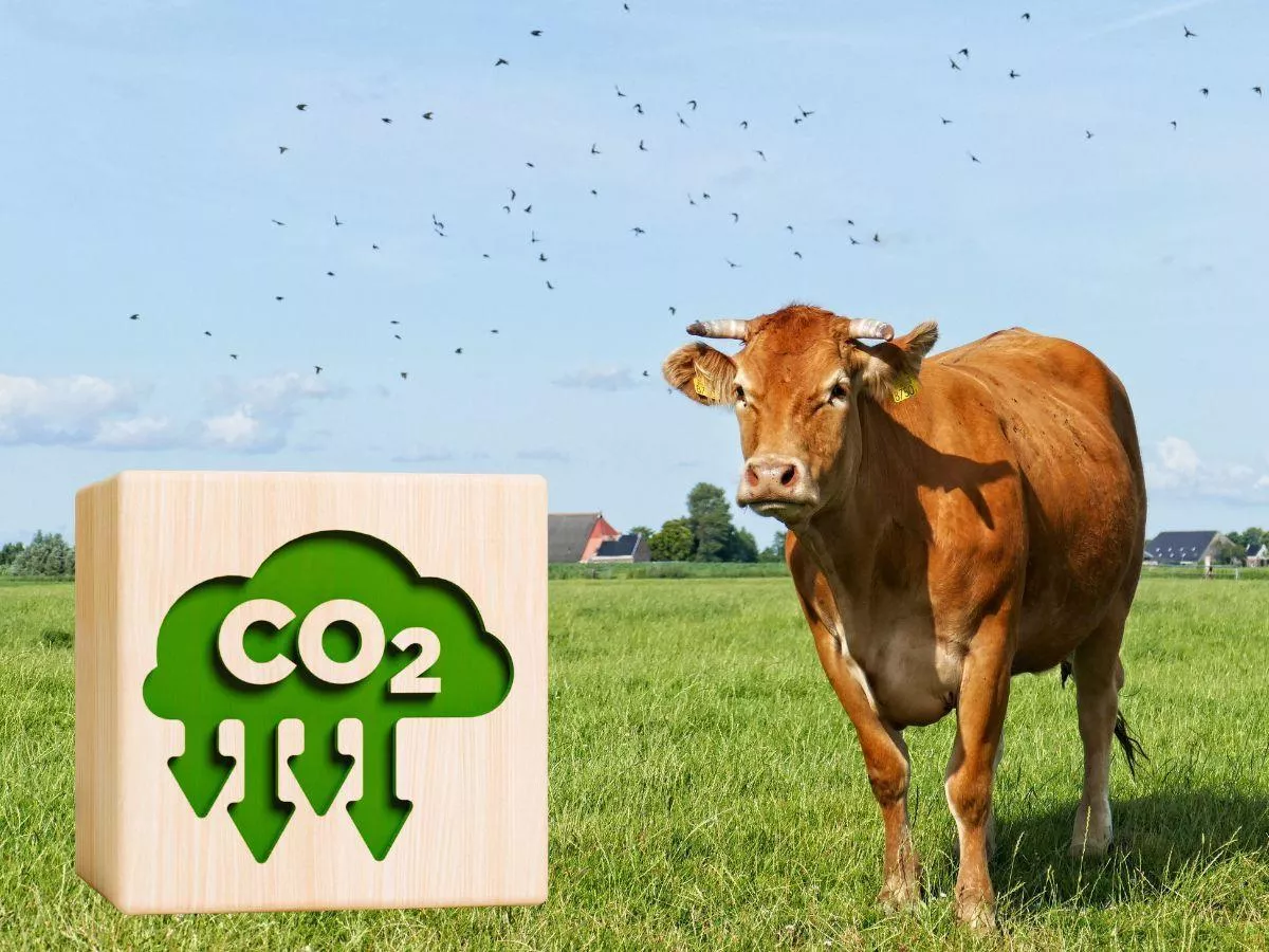 Zapłacą rolnikom za ograniczenie krów. choćby 100% rekompensaty