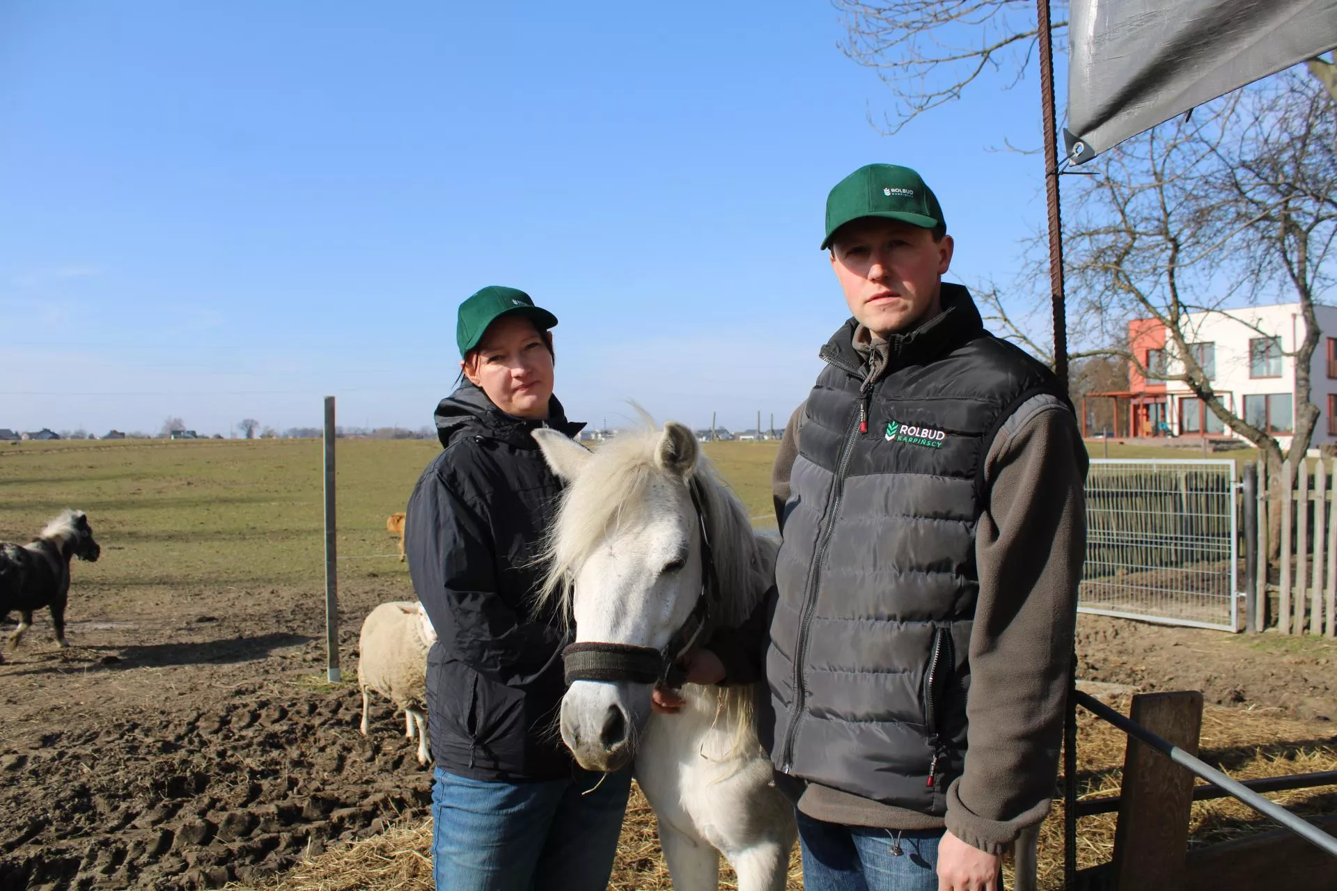 Ma 24 sztuki bydła i kolejkę klientów. „Kupują choćby łój”