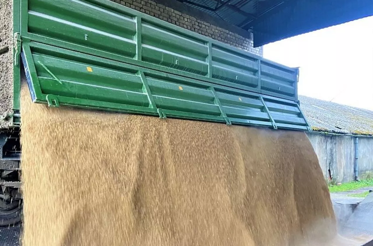 Pszenica podrożeje? Sprawdzamy ceny zbóż i rzepaku w Polsce [SONDA]