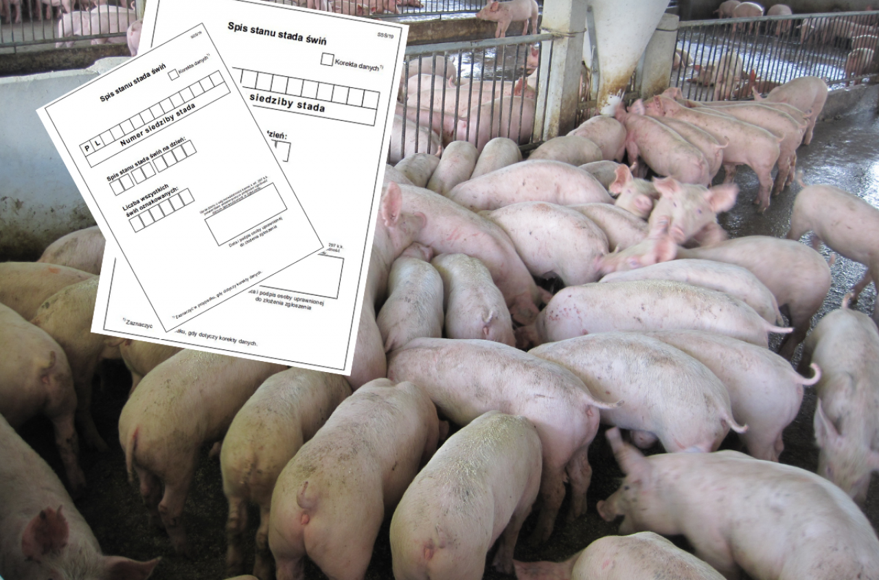 Nie zgłosisz gospodarstwa, nie sprzedasz zwierząt. Termin mija w czerwcu