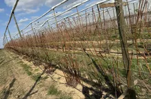 Przemarznięta plantacja jeżyn