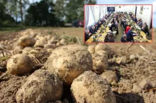 Kryzys na rynku ziemniaka