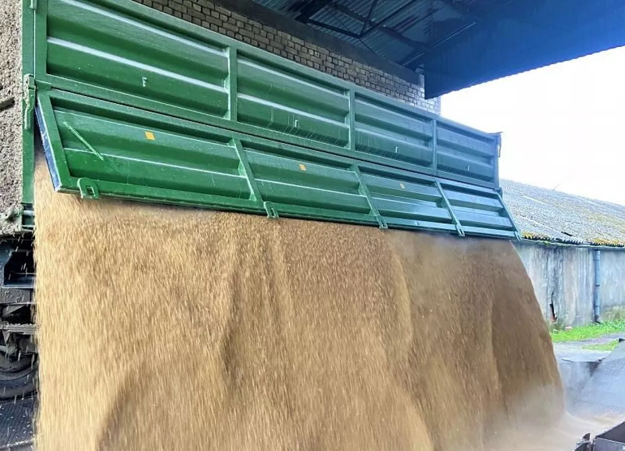 Jakie są ceny zbóż i rzepaku? 