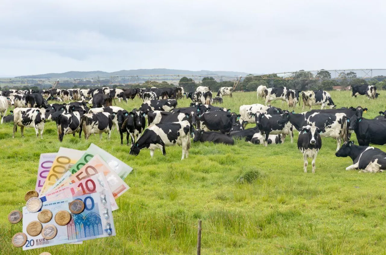 Rolnicy dokładają do mleka. Pokrywają tylko 75% kosztów